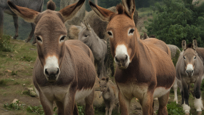 donkey puns