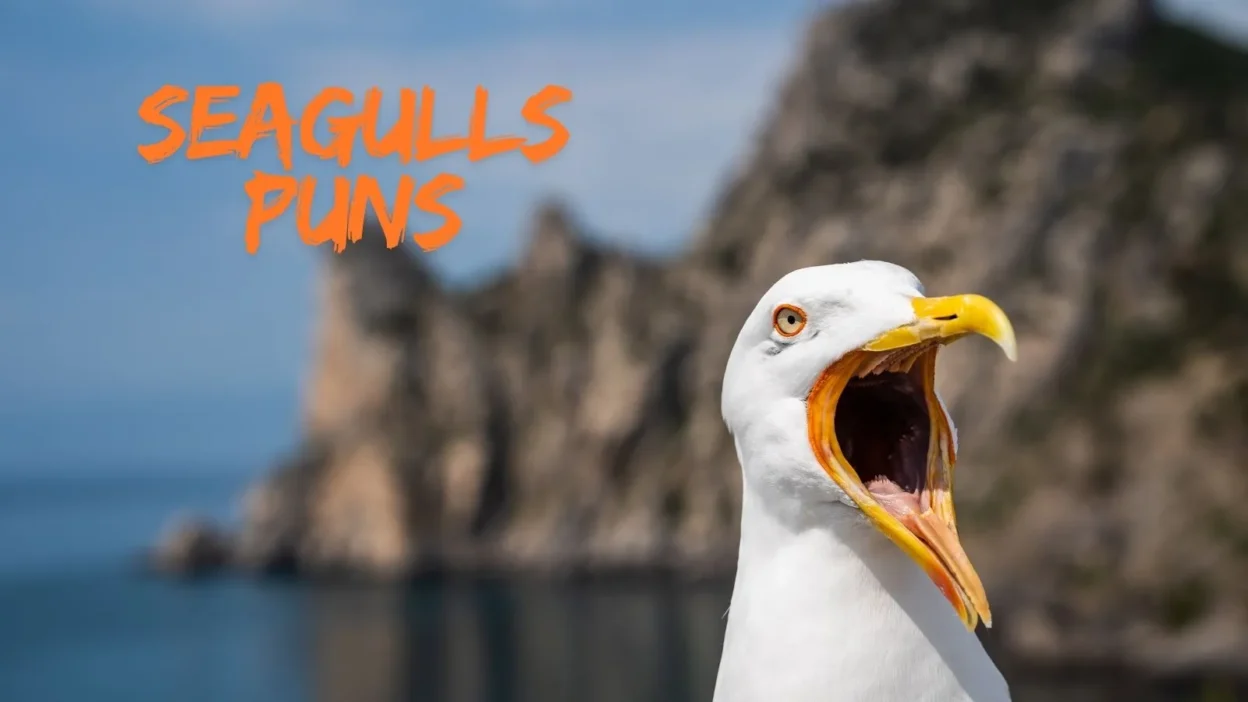 seagulls puns